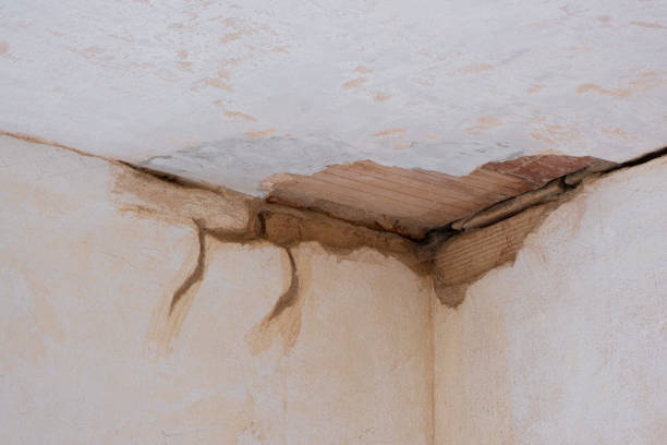 Best Water damage contractors near me  in Big Coppitt Key, FL